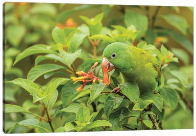 Costa Rica, La Paz River Valley. Captive Orange-Chinned Parakeet Feeding On Flowers. Canvas Art Print - Costa Rica Art