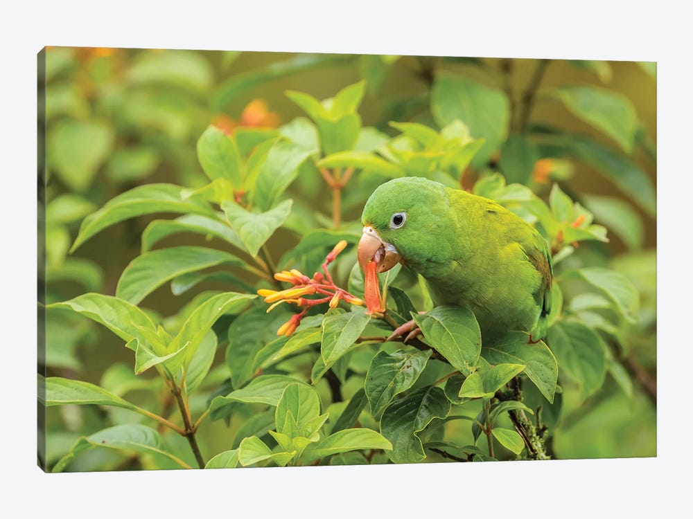 Costa Rica, La Paz River Valley. Captive Orange-Chinned Parakeet Feeding On Flowers. by Jaynes Gallery 1-piece Art Print