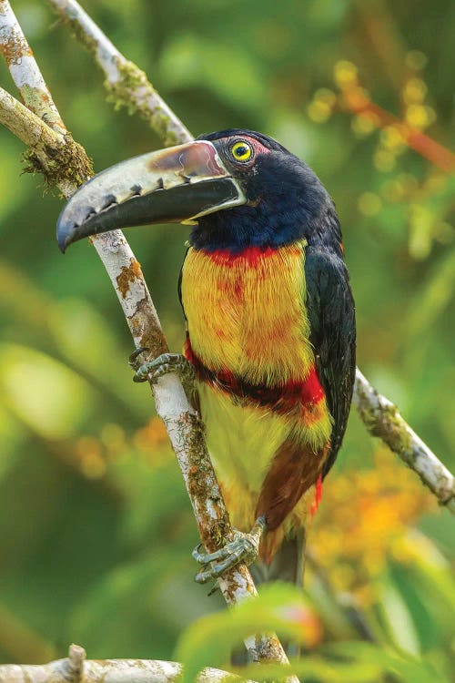 Costa Rica, La Selva Biological Research Station. Collared Aricari On Limb.