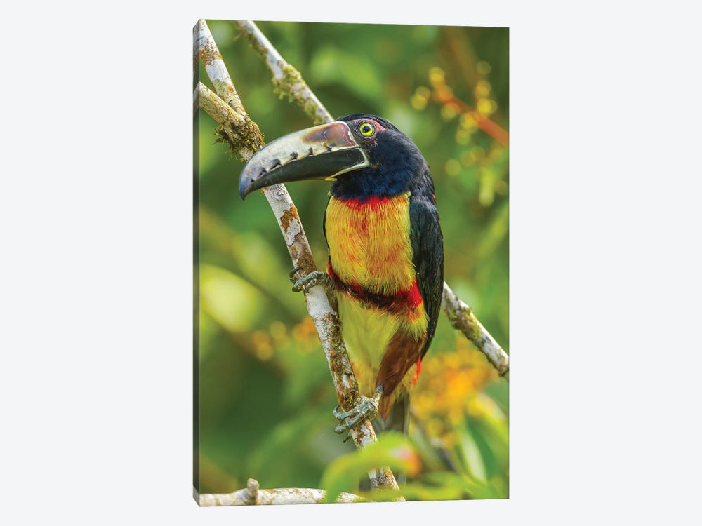 Costa Rica, La Selva Biological Research Station. Collared Aricari On Limb. by Jaynes Gallery 1-piece Canvas Artwork