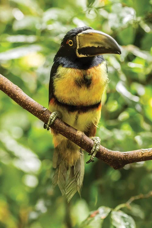 Costa Rica, La Selva Biological Research Station. Collared Aricari On Limb.