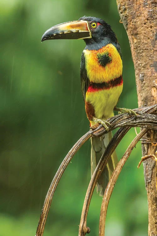 Costa Rica, La Selva Biological Research Station. Collared Aricari On Limb.