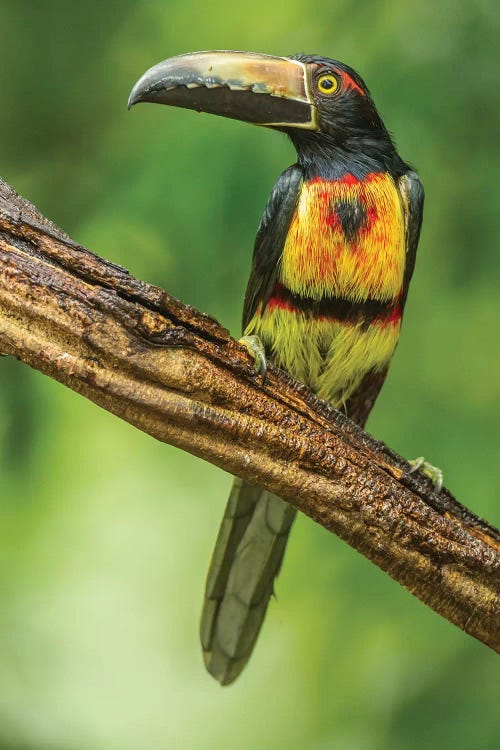 Costa Rica, La Selva Biological Research Station. Collared Aricari On Limb.