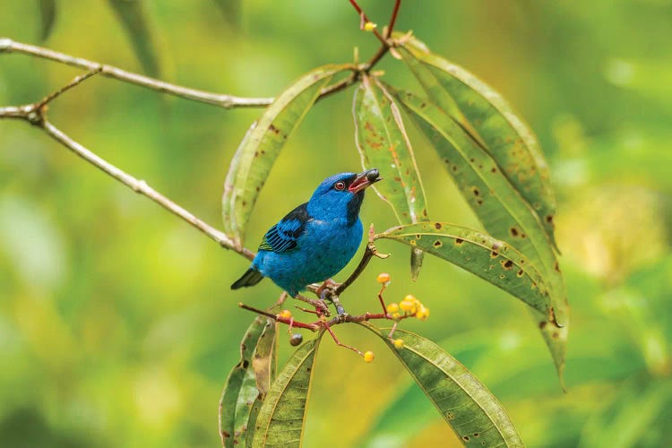 Costa Rica, La Selva Biological Station. Blue Dacnis Bird Feeding.