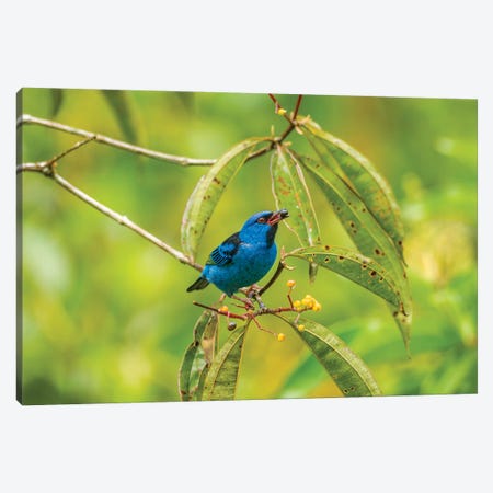 Costa Rica, La Selva Biological Station. Blue Dacnis Bird Feeding. Canvas Print #JYG846} by Jaynes Gallery Canvas Art