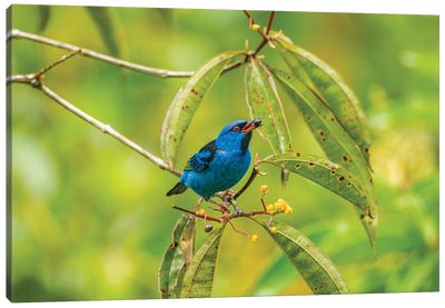 Costa Rica, La Selva Biological Station. Blue Dacnis Bird Feeding. Canvas Art Print - Costa Rica Art