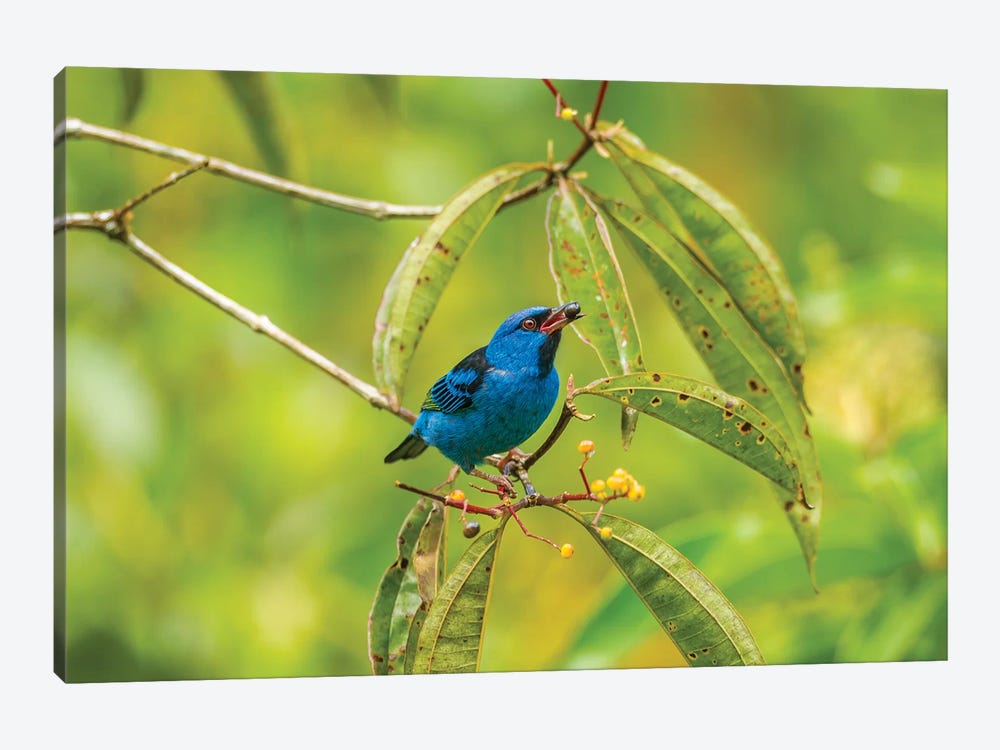 Costa Rica, La Selva Biological Station. Blue Dacnis Bird Feeding. by Jaynes Gallery 1-piece Art Print
