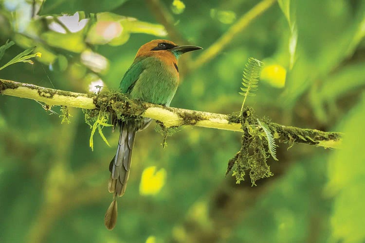 Costa Rica, La Selva Biological Station. Broad-Billed Motmot On Limb.