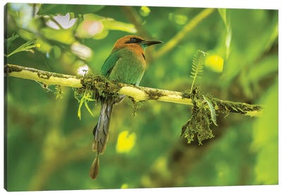 Costa Rica, La Selva Biological Station. Broad-Billed Motmot On Limb. Canvas Art Print - Costa Rica Art