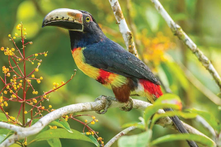 Costa Rica, La Selva Biological Station. Collared Aricari On Limb.