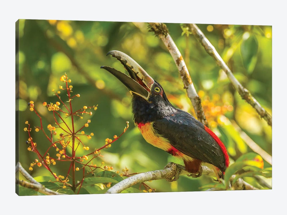 Costa Rica, La Selva Biological Station. Collared Aricari On Limb. by Jaynes Gallery 1-piece Canvas Art Print