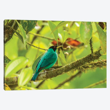 Costa Rica, La Selva Biological Station. Green Honeycreeper Bird On Limb. Canvas Print #JYG852} by Jaynes Gallery Canvas Wall Art