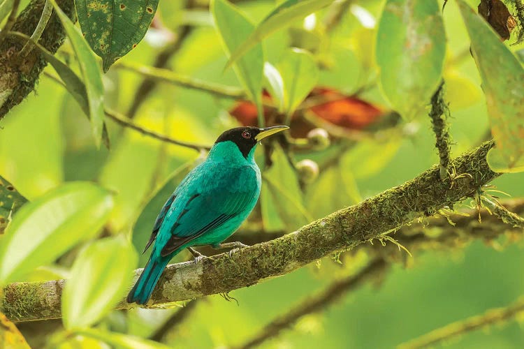 Costa Rica, La Selva Biological Station. Green Honeycreeper Bird On Limb.