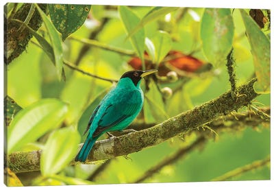 Costa Rica, La Selva Biological Station. Green Honeycreeper Bird On Limb. Canvas Art Print - Central America