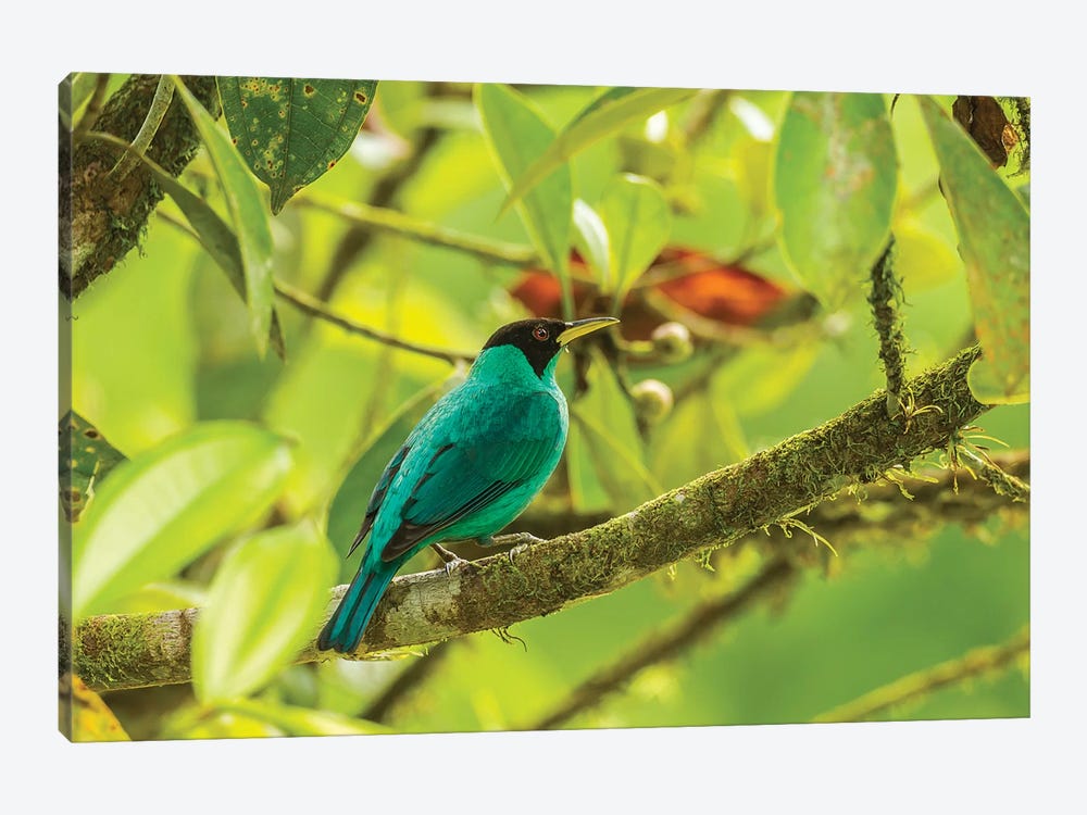 Costa Rica, La Selva Biological Station. Green Honeycreeper Bird On Limb. by Jaynes Gallery 1-piece Canvas Art
