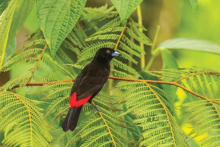 Costa Rica, La Selva Biological Station. Scarlet-Rumped Tanager In Tree.