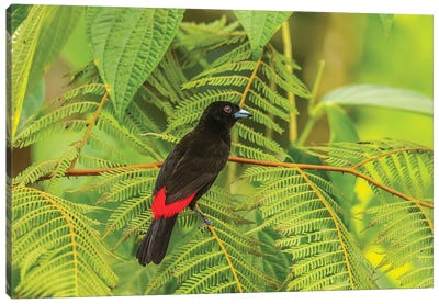Costa Rica, La Selva Biological Station. Scarlet-Rumped Tanager In Tree. Canvas Art Print - Costa Rica Art