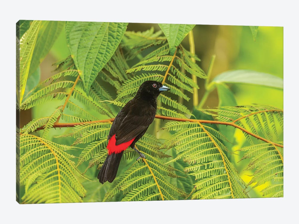 Costa Rica, La Selva Biological Station. Scarlet-Rumped Tanager In Tree. by Jaynes Gallery 1-piece Canvas Print