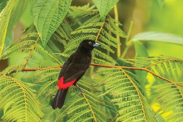 Central America: Costa Rica, La Selva Biological Station. Scarlet-Rumped Tanager In Tree. by Jaynes Gallery