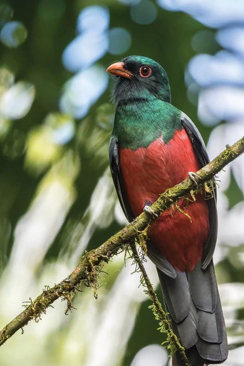 Costa Rica, La Selva Biological Station. Slaty-Tailed Trogon On Limb.