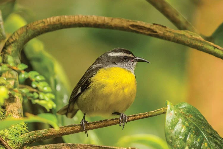 Costa Rica, Monte Verde Cloud Forest Reserve. Bananaquit Bird Close-Up.