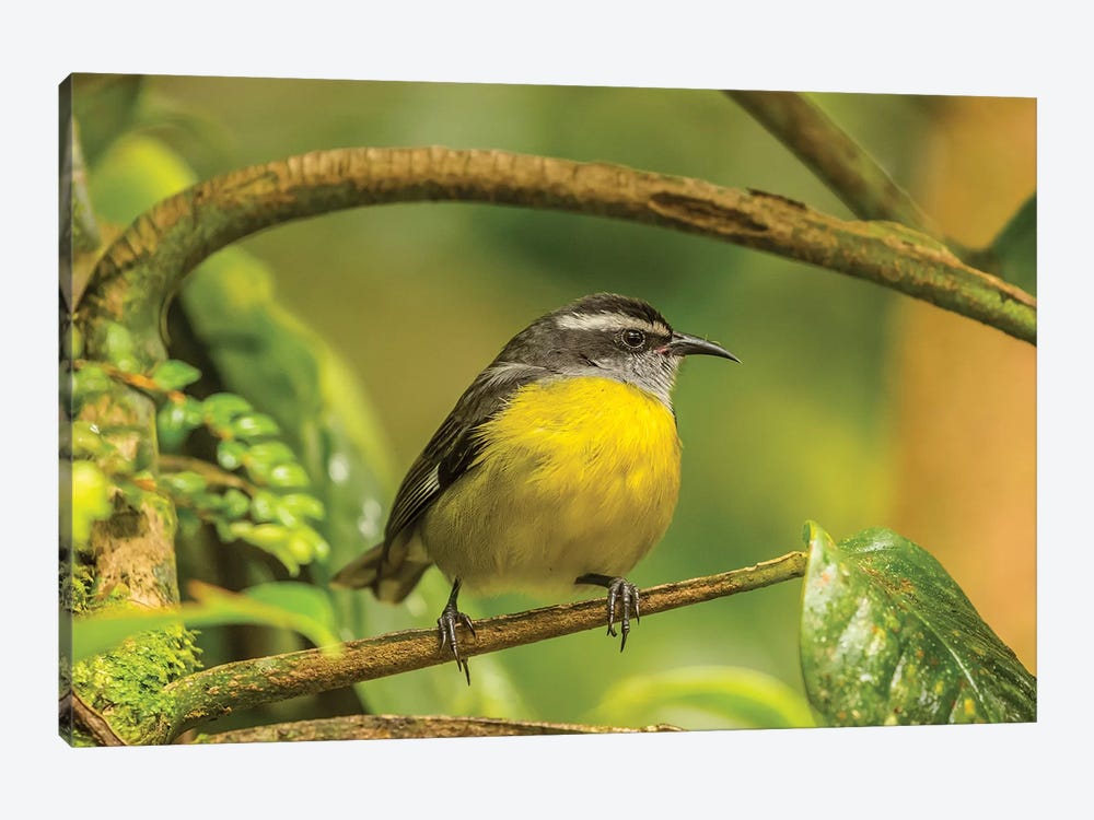Costa Rica, Monte Verde Cloud Forest Reserve. Bananaquit Bird Close-Up. by Jaynes Gallery 1-piece Canvas Art Print