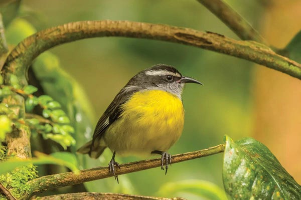 Monteverde