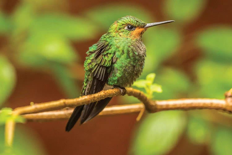 Costa Rica, Monte Verde Cloud Forest Reserve. Female Purple-Throated Mountain Gem Close-Up.