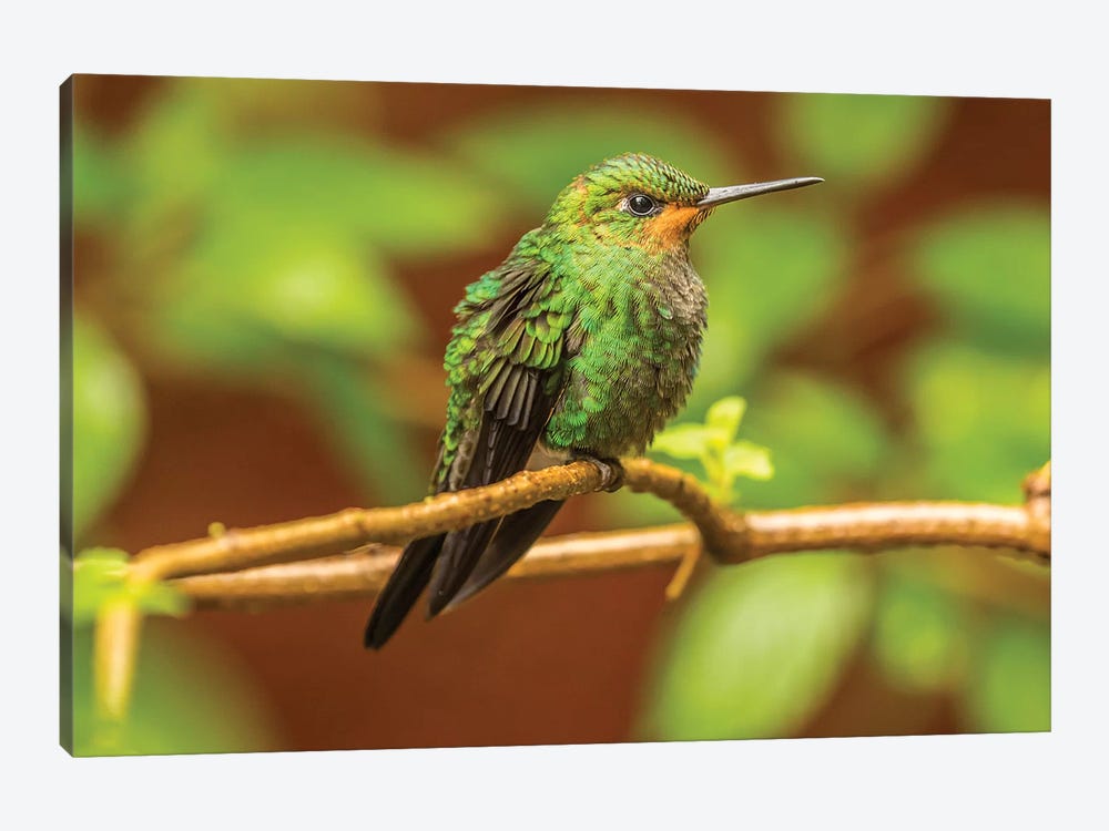 Costa Rica, Monte Verde Cloud Forest Reserve. Female Purple-Throated Mountain Gem Close-Up. by Jaynes Gallery 1-piece Canvas Wall Art