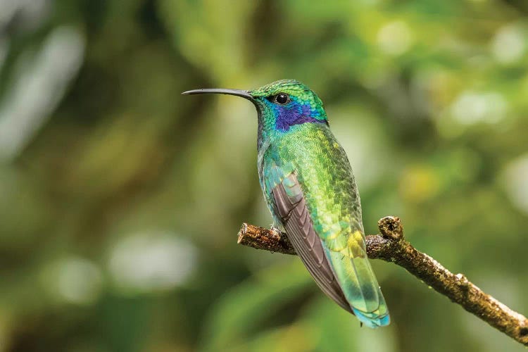 Costa Rica, Monte Verde Cloud Forest Reserve. Green Violet-Ear Close-Up.