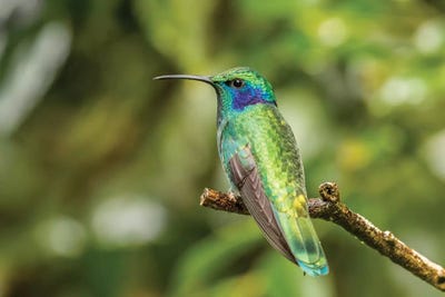 Monteverde