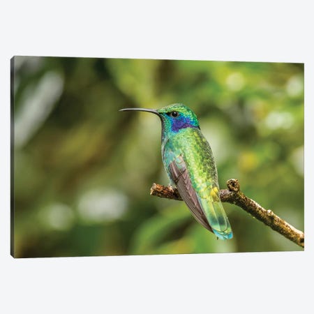 Costa Rica, Monte Verde Cloud Forest Reserve. Green Violet-Ear Close-Up. Canvas Print #JYG857} by Jaynes Gallery Canvas Print