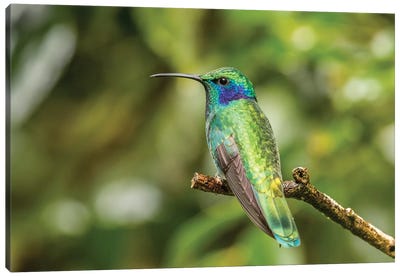 Costa Rica, Monte Verde Cloud Forest Reserve. Green Violet-Ear Close-Up. Canvas Art Print