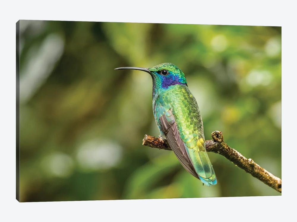 Costa Rica, Monte Verde Cloud Forest Reserve. Green Violet-Ear Close-Up. by Jaynes Gallery 1-piece Canvas Art Print