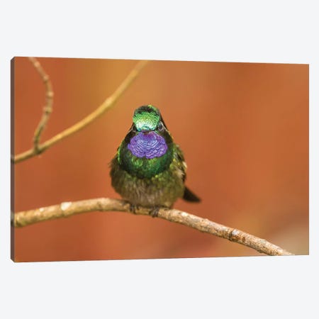 Costa Rica, Monte Verde Cloud Forest Reserve. Male Purple-Throated Mountain Gem Close-Up. Canvas Print #JYG858} by Jaynes Gallery Canvas Artwork