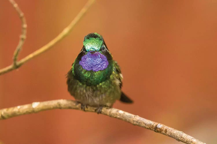 Costa Rica, Monte Verde Cloud Forest Reserve. Male Purple-Throated Mountain Gem Close-Up.