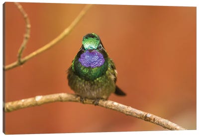 Costa Rica, Monte Verde Cloud Forest Reserve. Male Purple-Throated Mountain Gem Close-Up. Canvas Art Print - Costa Rica Art