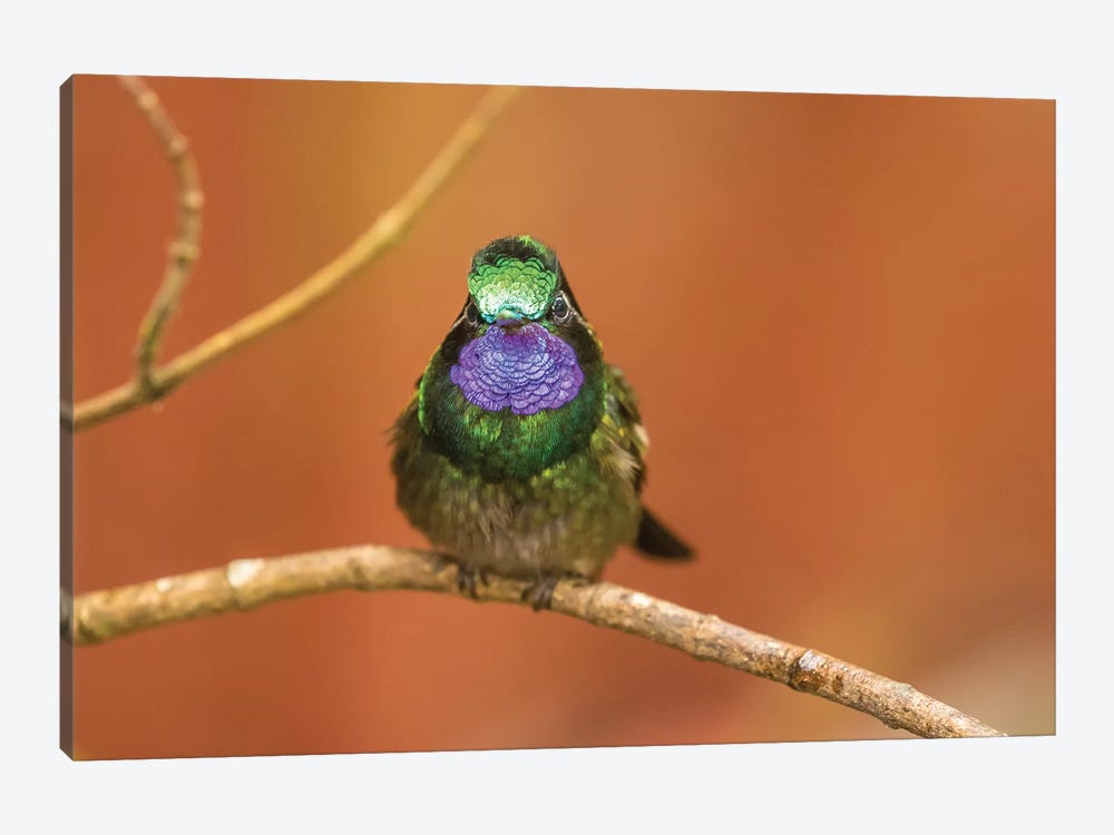 Costa Rica, Monte Verde Cloud Forest Reserve. Male Purple-Throated Mountain Gem Close-Up. by Jaynes Gallery 1-piece Canvas Art