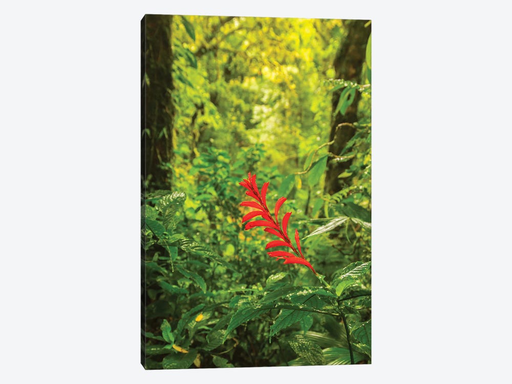 Costa Rica, Monte Verde Cloud Forest Reserve. Rainforest Scenic. by Jaynes Gallery 1-piece Canvas Art Print