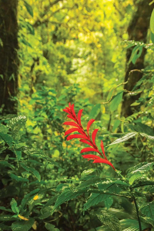 Costa Rica, Monte Verde Cloud Forest Reserve. Rainforest Scenic.