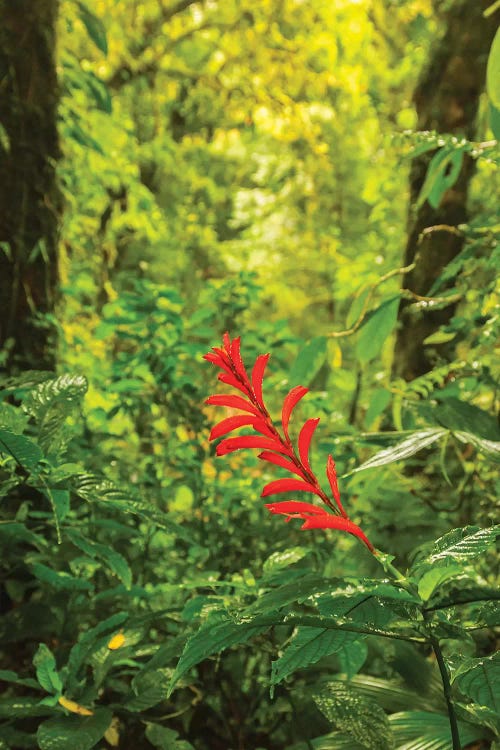 Costa Rica, Monte Verde Cloud Forest Reserve. Rainforest Scenic. by Jaynes Gallery wall art