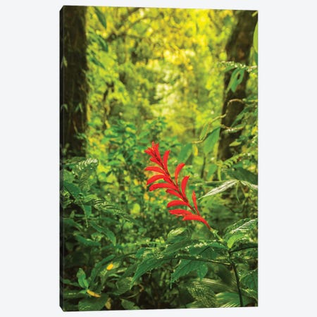 Costa Rica, Monte Verde Cloud Forest Reserve. Rainforest Scenic. Canvas Print #JYG859} by Jaynes Gallery Canvas Artwork