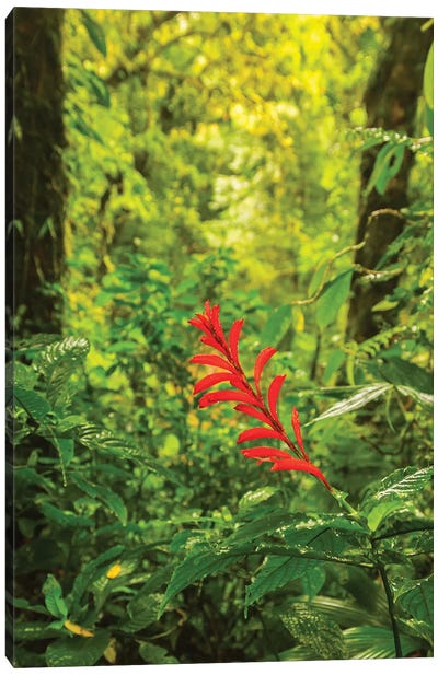Costa Rica, Monte Verde Cloud Forest Reserve. Rainforest Scenic. Canvas Art Print - Costa Rica Art
