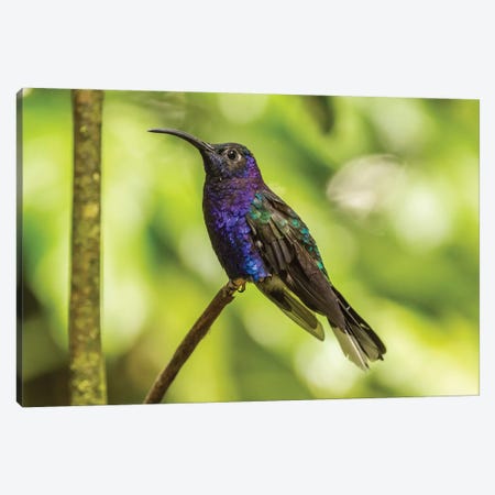 Costa Rica, Monte Verde Cloud Forest Reserve. Violet Sabrewing Close-Up. Canvas Print #JYG861} by Jaynes Gallery Canvas Print