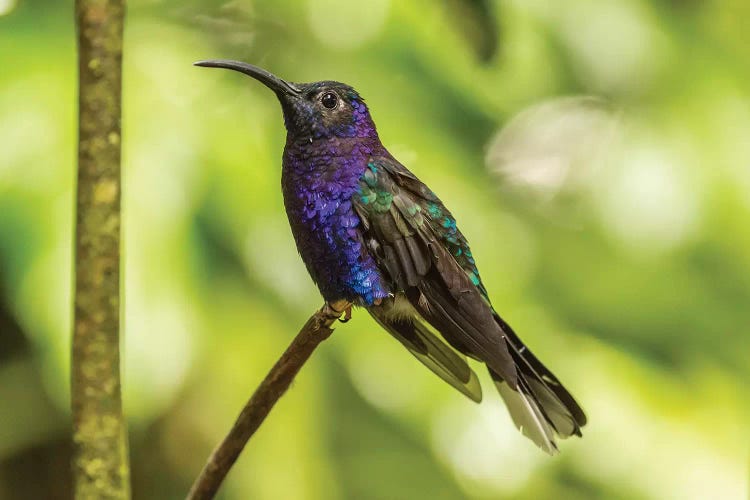 Costa Rica, Monte Verde Cloud Forest Reserve. Violet Sabrewing Close-Up.