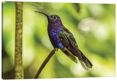 Costa Rica, Monte Verde Cloud Forest Reserve. Violet Sabrewing Close-Up. Canvas Art Print - Costa Rica Art