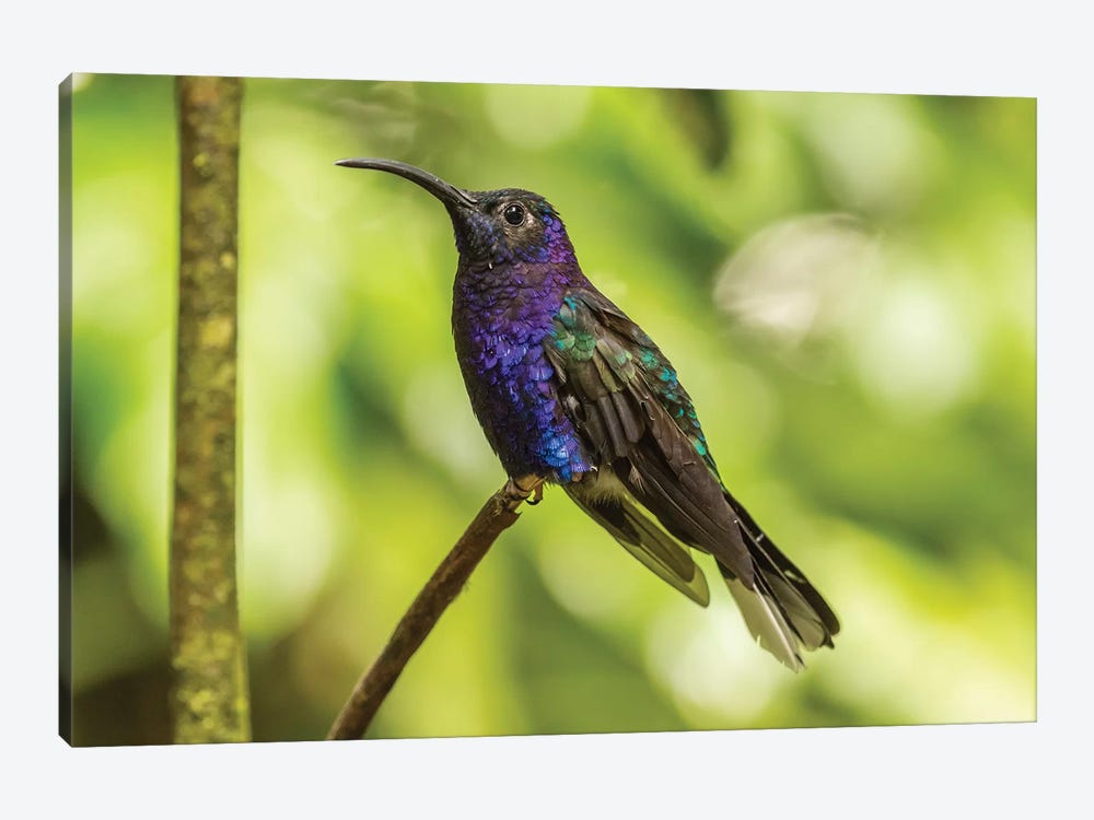 Costa Rica, Monte Verde Cloud Forest Reserve. Violet Sabrewing Close-Up. by Jaynes Gallery 1-piece Canvas Wall Art