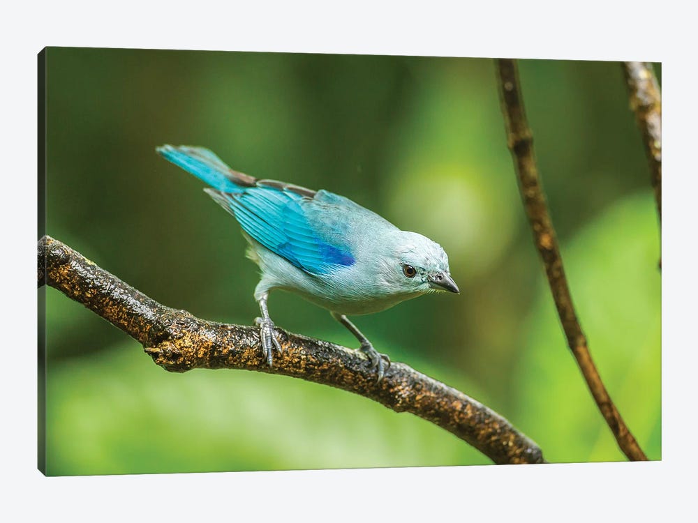 Costa Rica, Sarapique River Valley. Blue-Grey Tanager On Limb. by Jaynes Gallery 1-piece Canvas Print