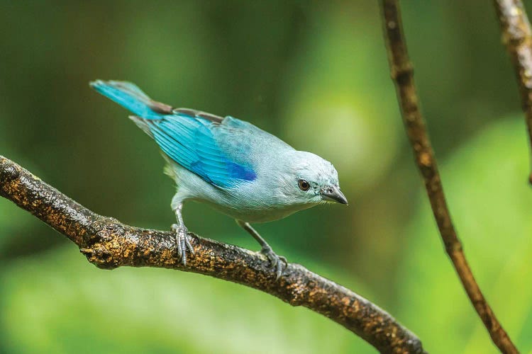 Costa Rica, Sarapique River Valley. Blue-Grey Tanager On Limb.