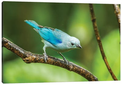 Costa Rica, Sarapique River Valley. Blue-Grey Tanager On Limb. Canvas Art Print - Central America